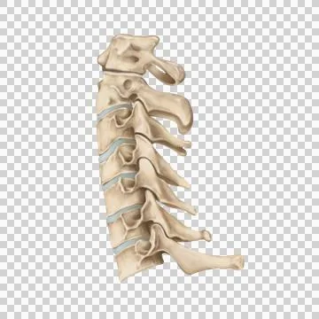 C1-c7 Stock Illustration