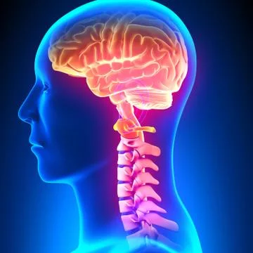 C1 Disc - Cervical Spine Stock-Illustration