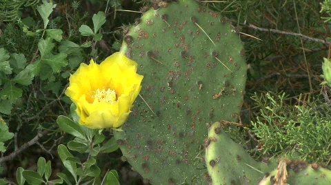 C1 Video stock 723918