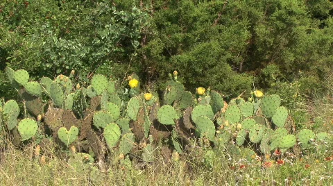 C1 Video stock 723982