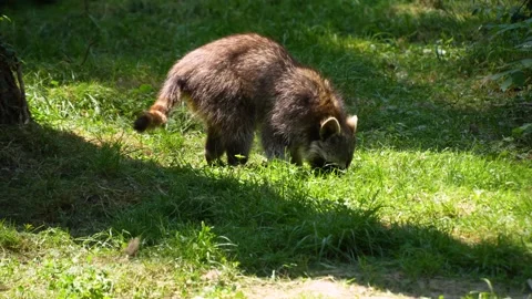 C1154 1 Stock Footage 260542264