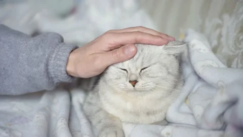 C1177 2 Stock Footage 172548963