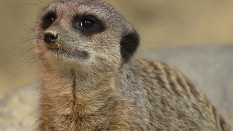 C1246 Stock Footage 275517785