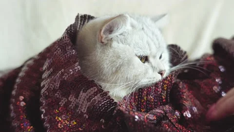 C1270 10 Stock Footage 172549494