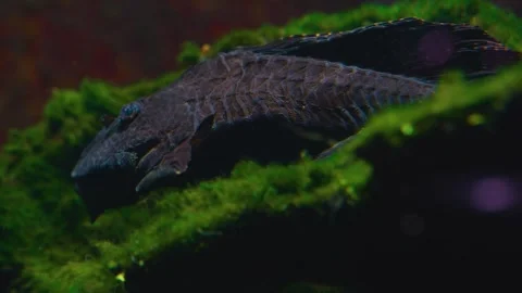 C1936 1Close view of a Redfin Blackspot catfish  Stock Footage 251741804