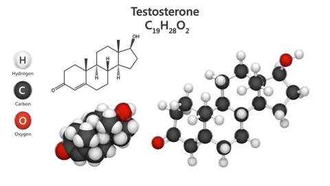 C19H28O2 Testosterone 3w Video stock 152513663