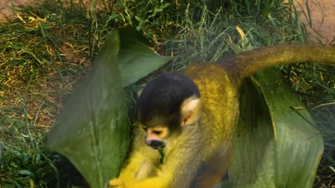 C1P1277730 Stock Footage 142970068