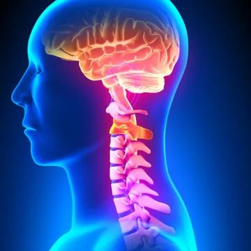 C2 Disc - Cervical Spine Stock-Illustration