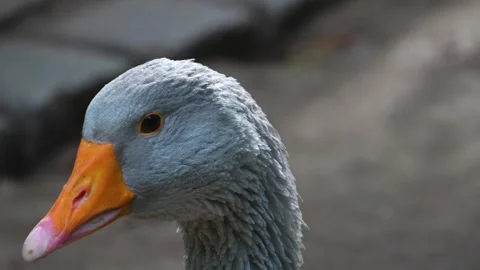 C2428 Stock Footage 260141397