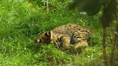 C2675 Stock Footage 268749066