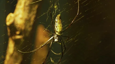 C2916 Copy 01 Stock Footage 266687818