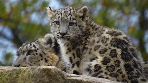 C2924 1 Stock Footage 266692028