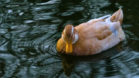 C2P1266034 Stock Footage 145468243