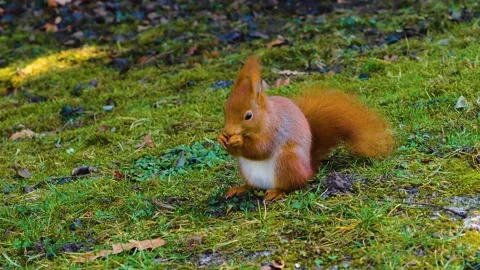 C2P1266677 Stock Footage 145260857