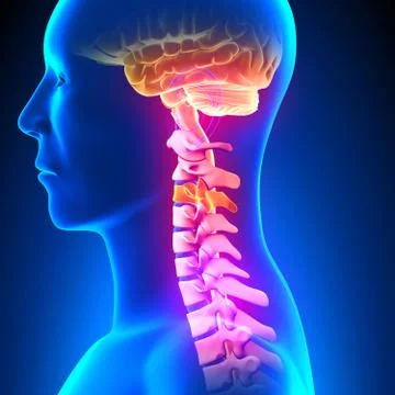 C3 Disc - Cervical Spine Stock-Illustration