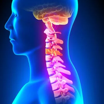 C4 Disc - Cervical Spine 스톡 일러스트
