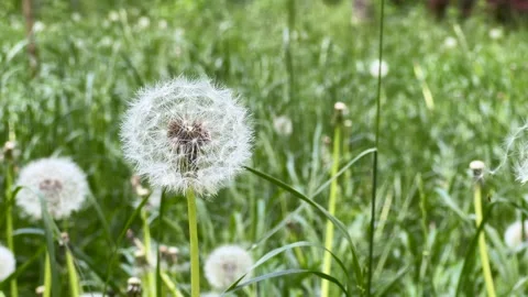 C432 Stock Footage 309548496