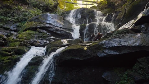 C47 Video stock 98378167