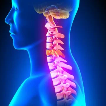 C5 Disc - Cervical Spine Stock-Illustration
