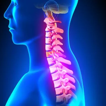 C6 Disc - Cervical Spine 스톡 일러스트