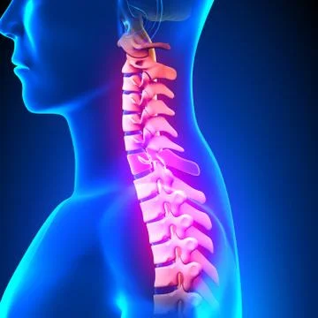 C7 Disc - Cervical Spine 스톡 일러스트