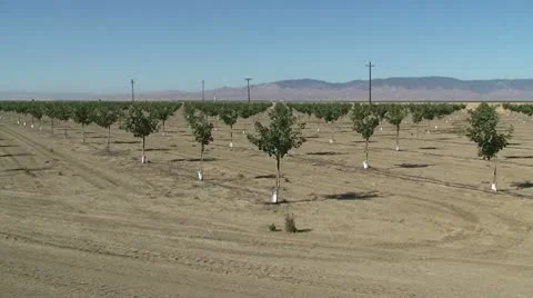 CA Central Valley Newly Planted trees Stock Footage 10737850