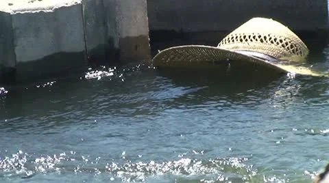 CA Central Valley Straw Hat floats in Irrigation Water Stock Footage 10738148
