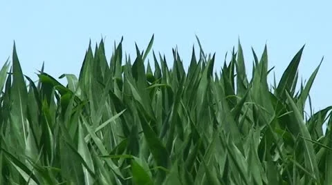 CA Central Valley Top of Corn Z-Out to water source Video stock 10738213