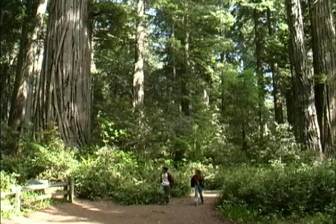 CA Coast redwoods Video stock 463828