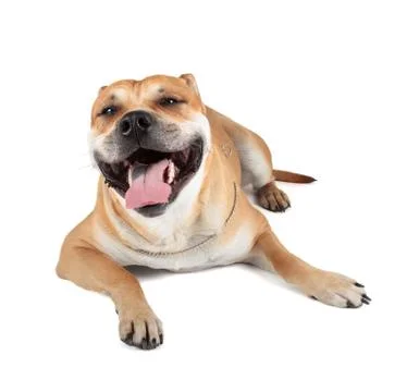 Ca de bou Stock Photos