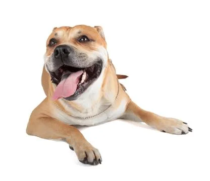 Ca de bou Stock Photos