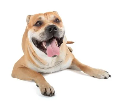 Ca de bou Stock Photos