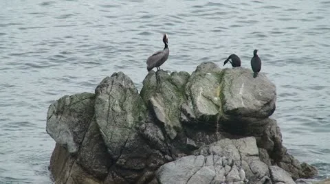 CA Montery Birds on Rocks 1 Video stock 10739199