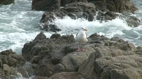CA Montery Birds on Rocks 2 Stock Footage 10739272