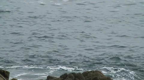CA Montery Birds on Rocks 3 Video stock 10739429