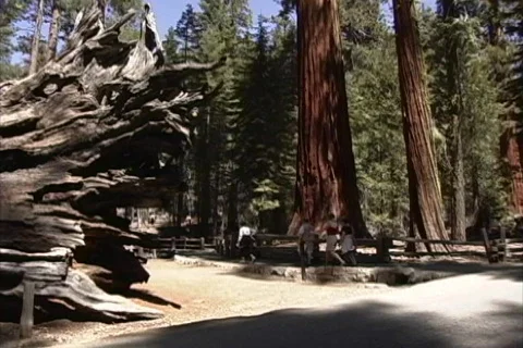 CA Sequoias Stock Footage 463864
