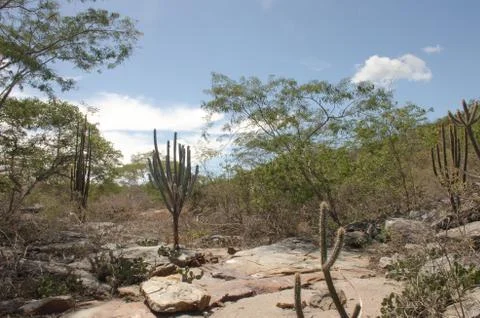Caatinga Stock Photos
