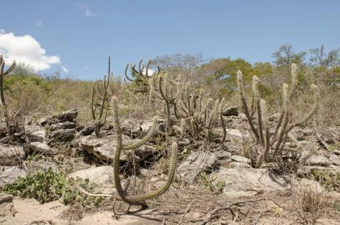 Caatinga Stock Photos