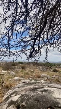 Caatinga vegetation Stock Photos
