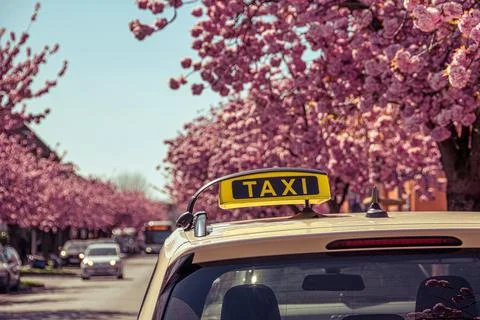 A cab in an avenue of flowering cherry trees Stock Photos