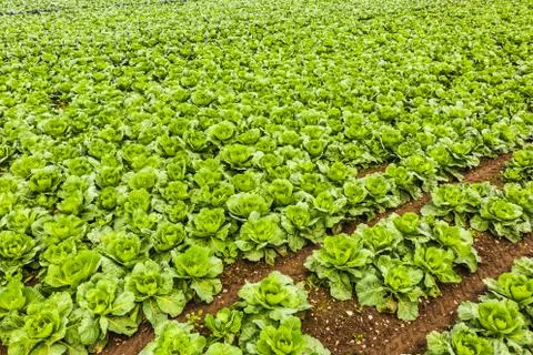 Cabage crops in rows on the field on summer day. Stock Photos