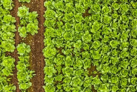 Cabage crops in rows on the field on summer day. Stock Photos