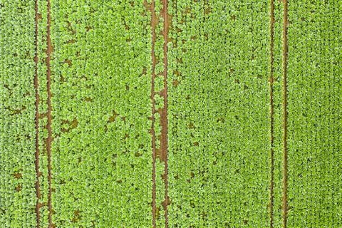 Cabage crops in rows on the field on summer day. Stock Photos
