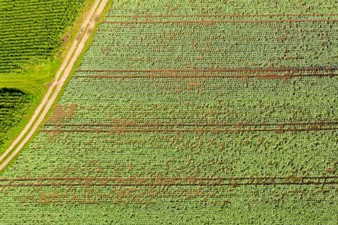Cabage crops in rows on the field on summer day. Stock Photos