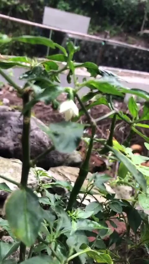 Cabai Hijau Stock Footage 231490465