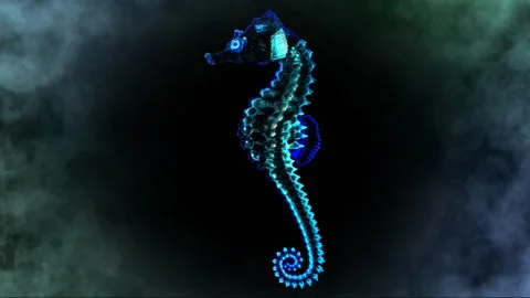 Caballito de mar Stock Footage 154850834