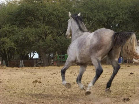 Caballo escapando Stock Photos