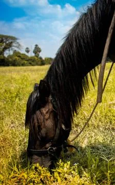 Caballo pasteando en el valle Stock Photos