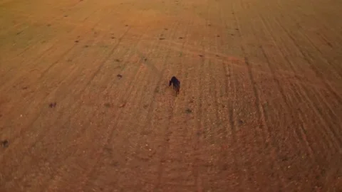 Caballos Menorca Vidéo 153236401