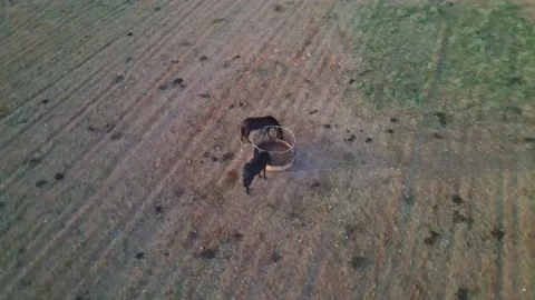 Caballos Menorca Stock Footage 153236473